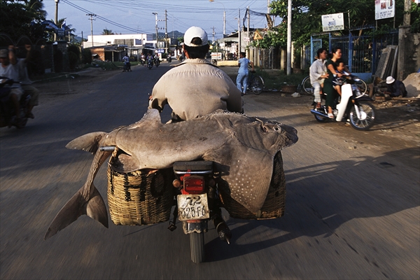 ちょっと積み過ぎじゃないですか？　タイで活躍中の原付バイク「カブ」の使われ方が想像の斜め上だった002